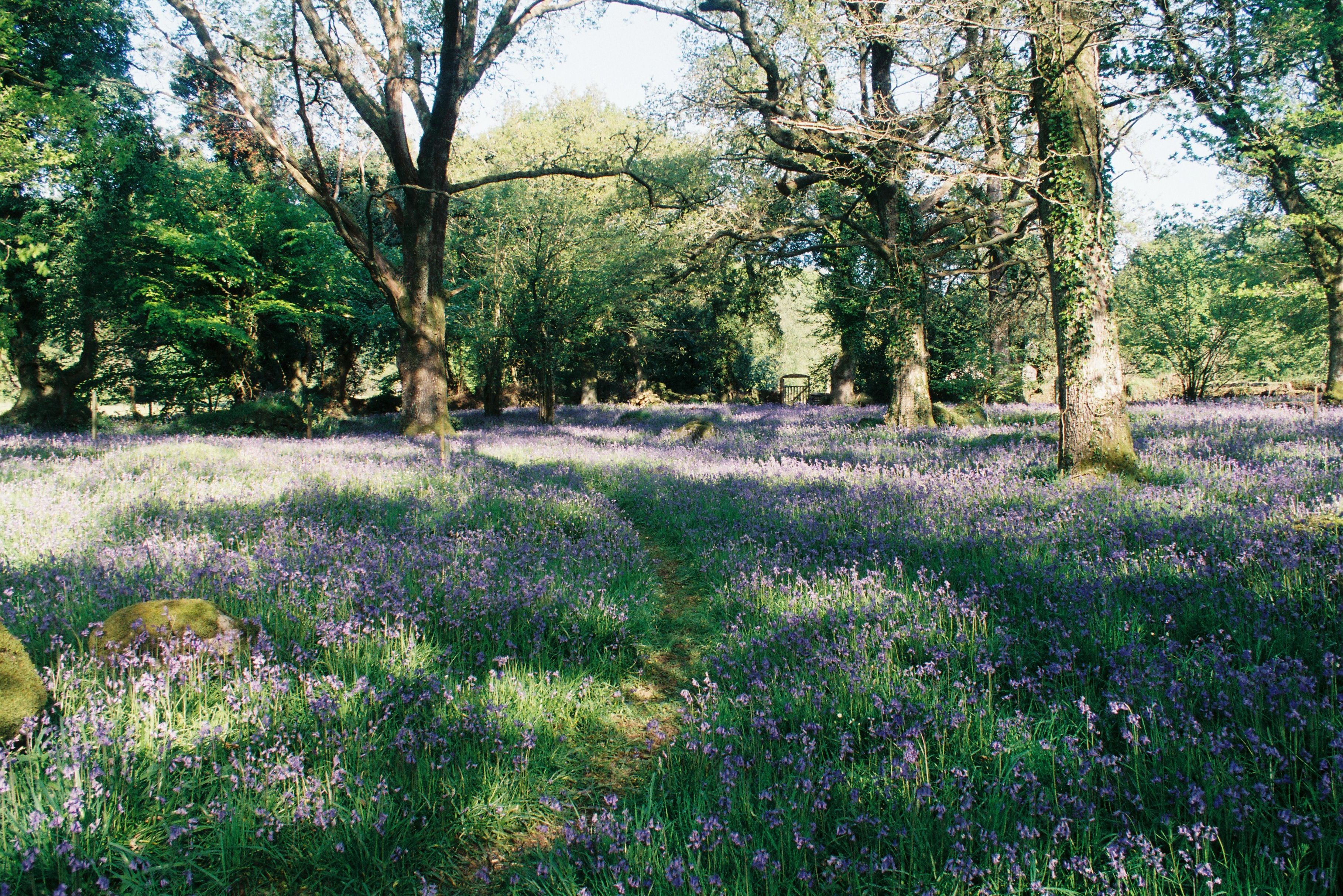 Bluebell Woodland
