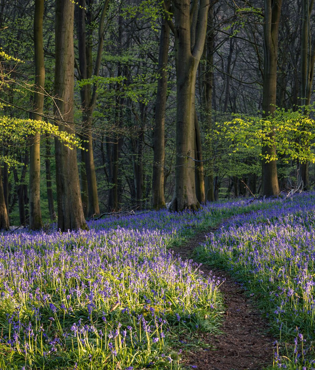 GPA_Bluebell_Walk_1920