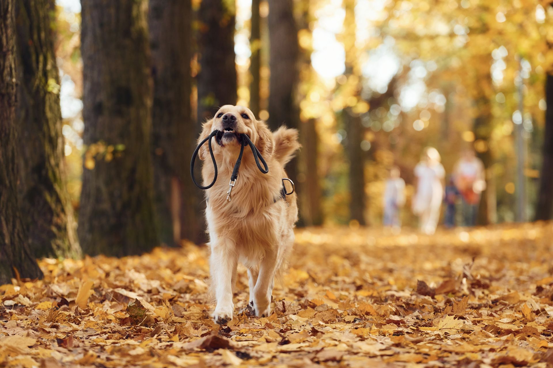 GPA-Banner-Facilities-Dogs-2