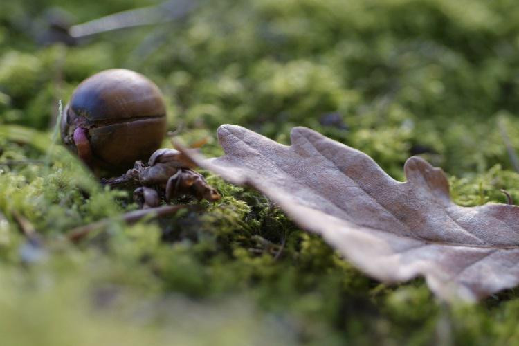 Acorn and leaf on grass