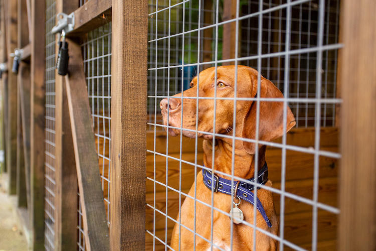 Dog in kennel