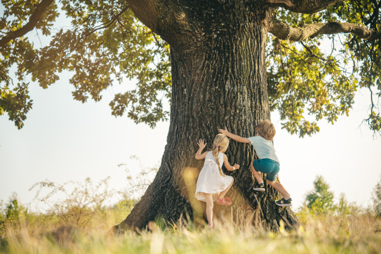 Children climbing tree
