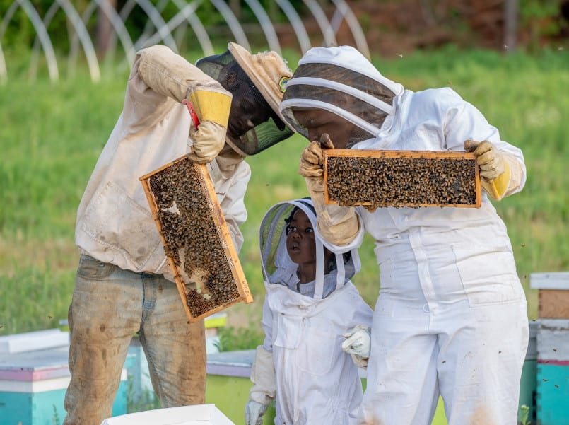 Beekeeping