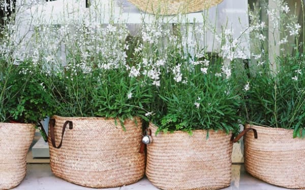 Spring flowers in shop window