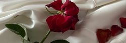 Red rose and rose petals scattered on white satin fabric