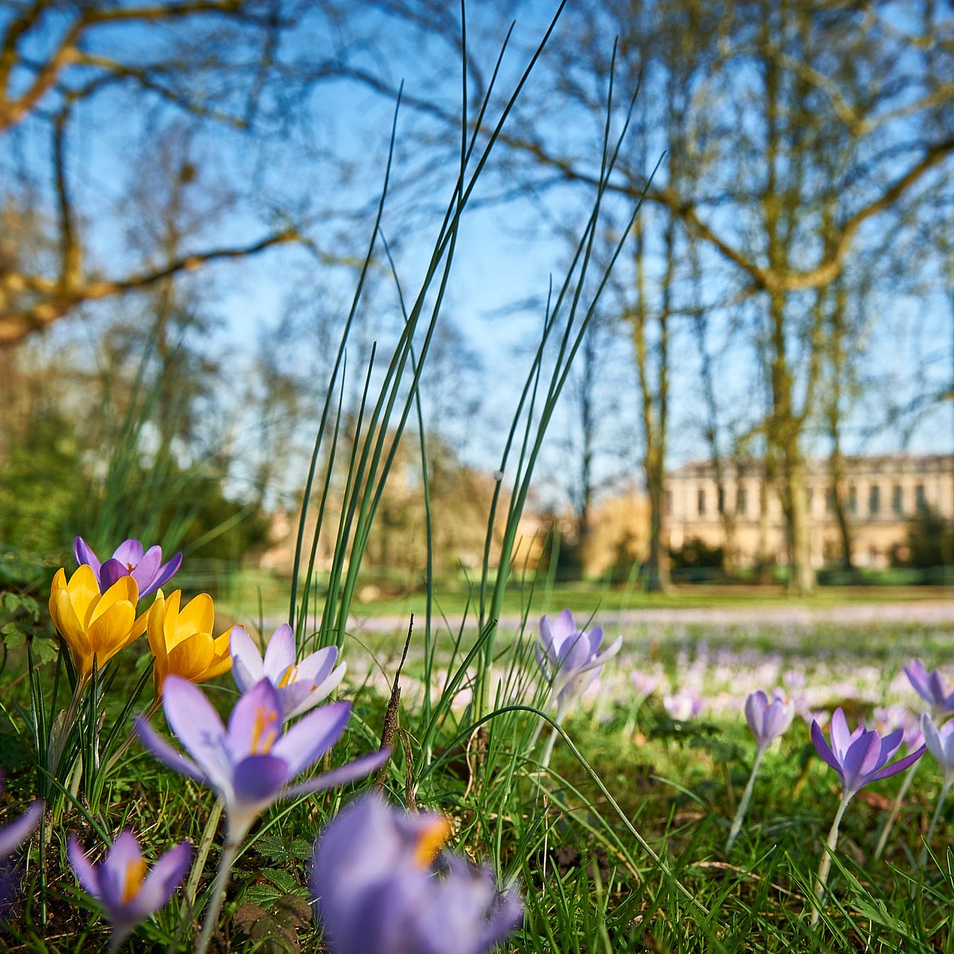 A close-up of crocuses blooming in a sunlit Cambridge park, echoing the colours and calm of Easter holidays in Cambridge.