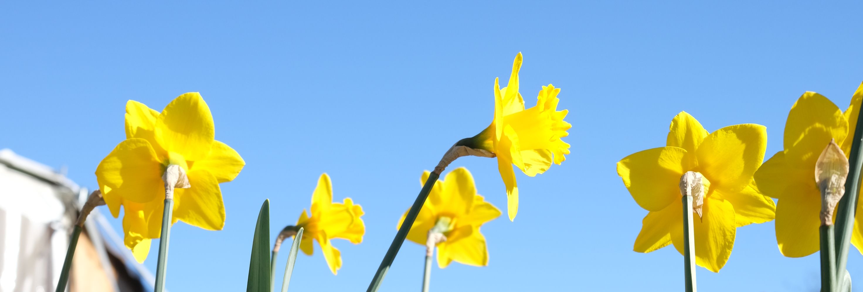 Easter bucket with foil-wrapped eggs and chocolate bunnies beneath yellow daffodils in a sunny garden