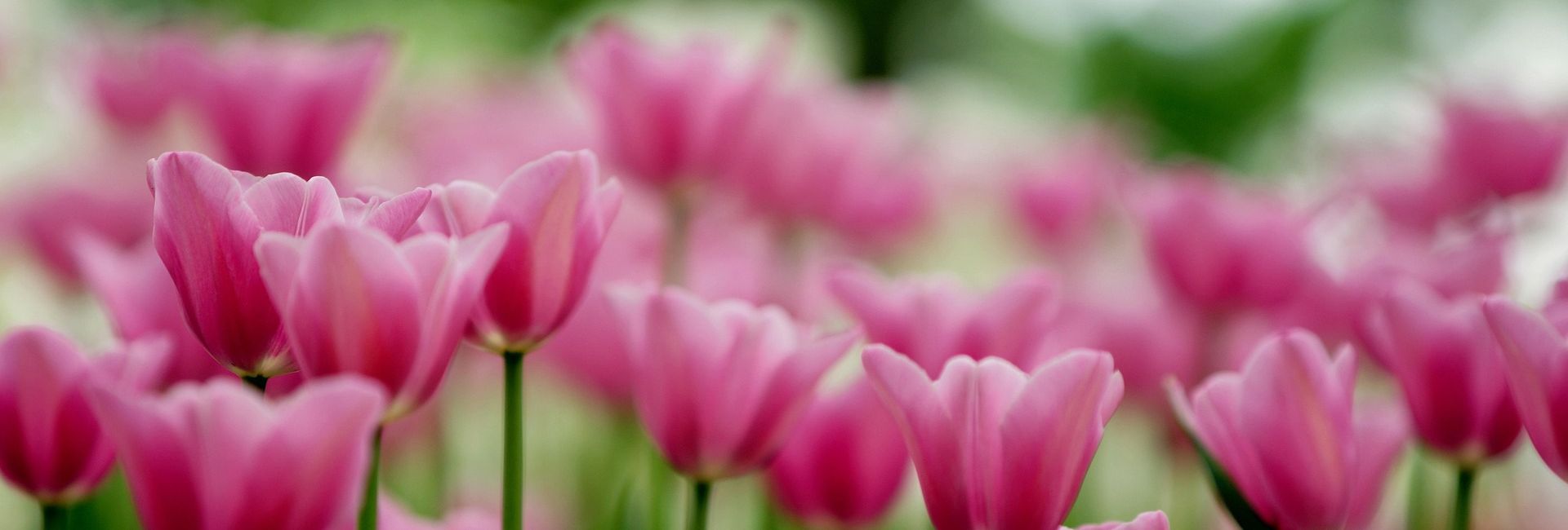 Pink tulips in bloom with soft green bokeh background