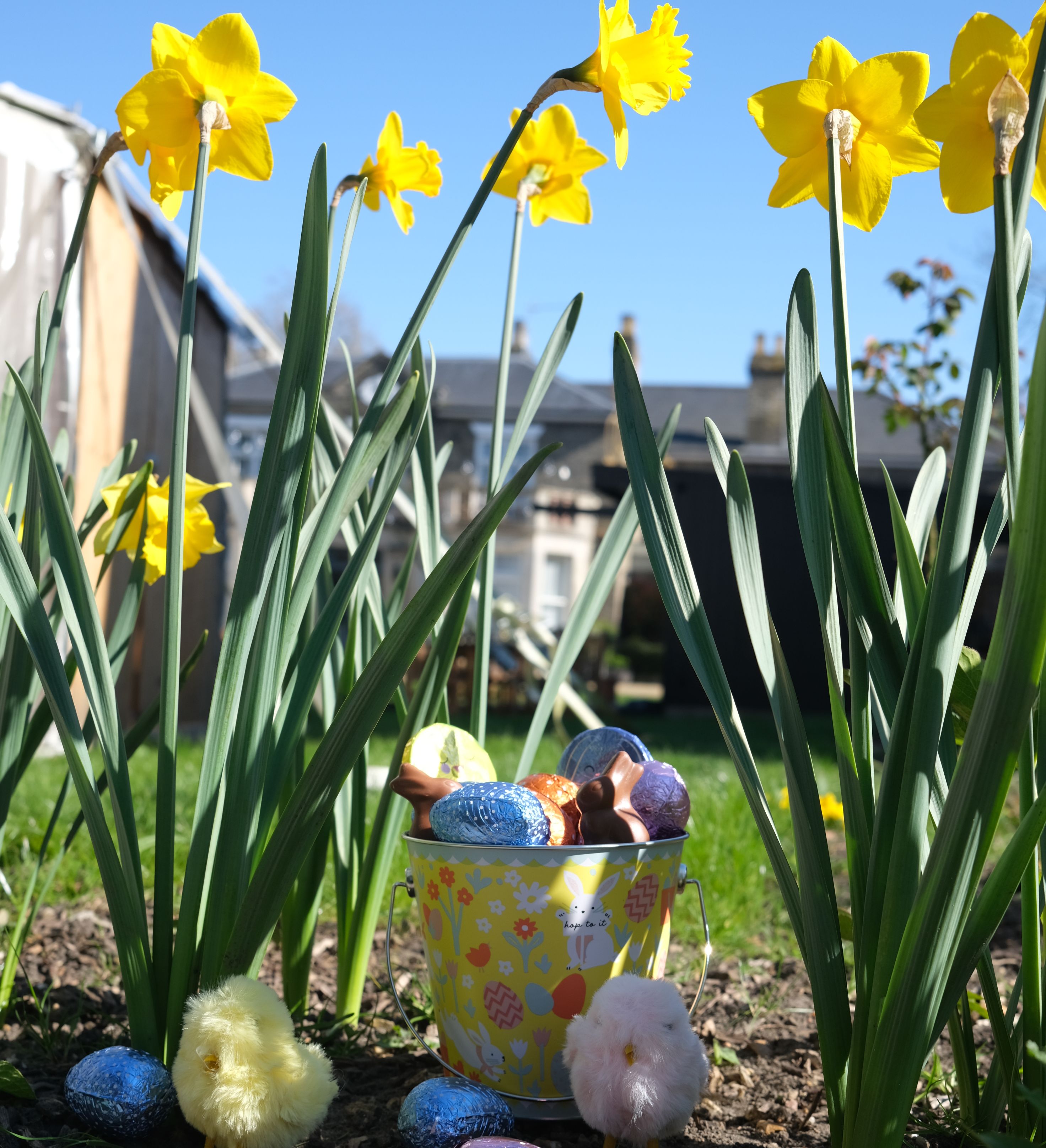 Easter bucket with chocolate eggs and fluffy chicks among yellow daffodils in a sunny garden