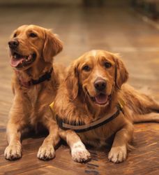 dog-friendly rooms