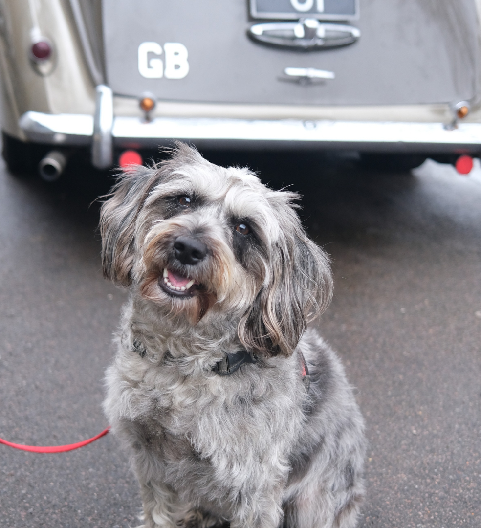 Fluffy gray dog sitting on pavement in front of a vintage car with a GB badge