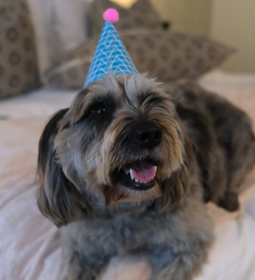 Fluffy dog wearing a blue party hat with a pink pompom