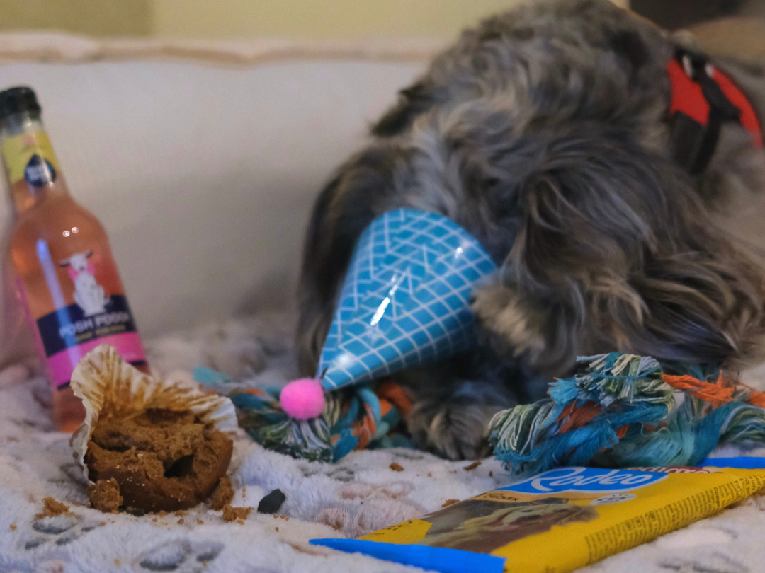 Dog wearing a party hat on a blanket with dog treats and toys around