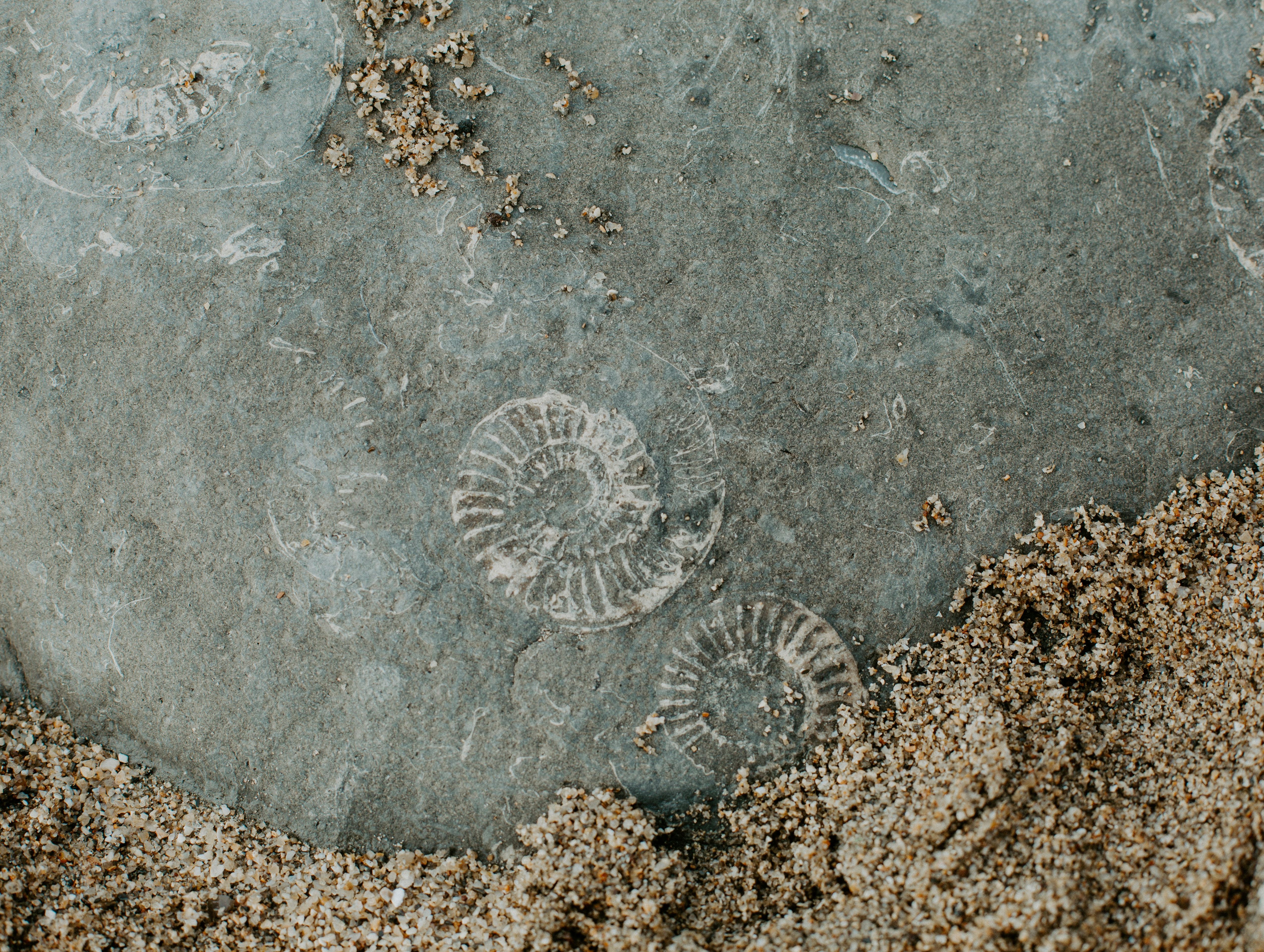 Fossilized ammonite shells embedded in a rock partially covered with sand