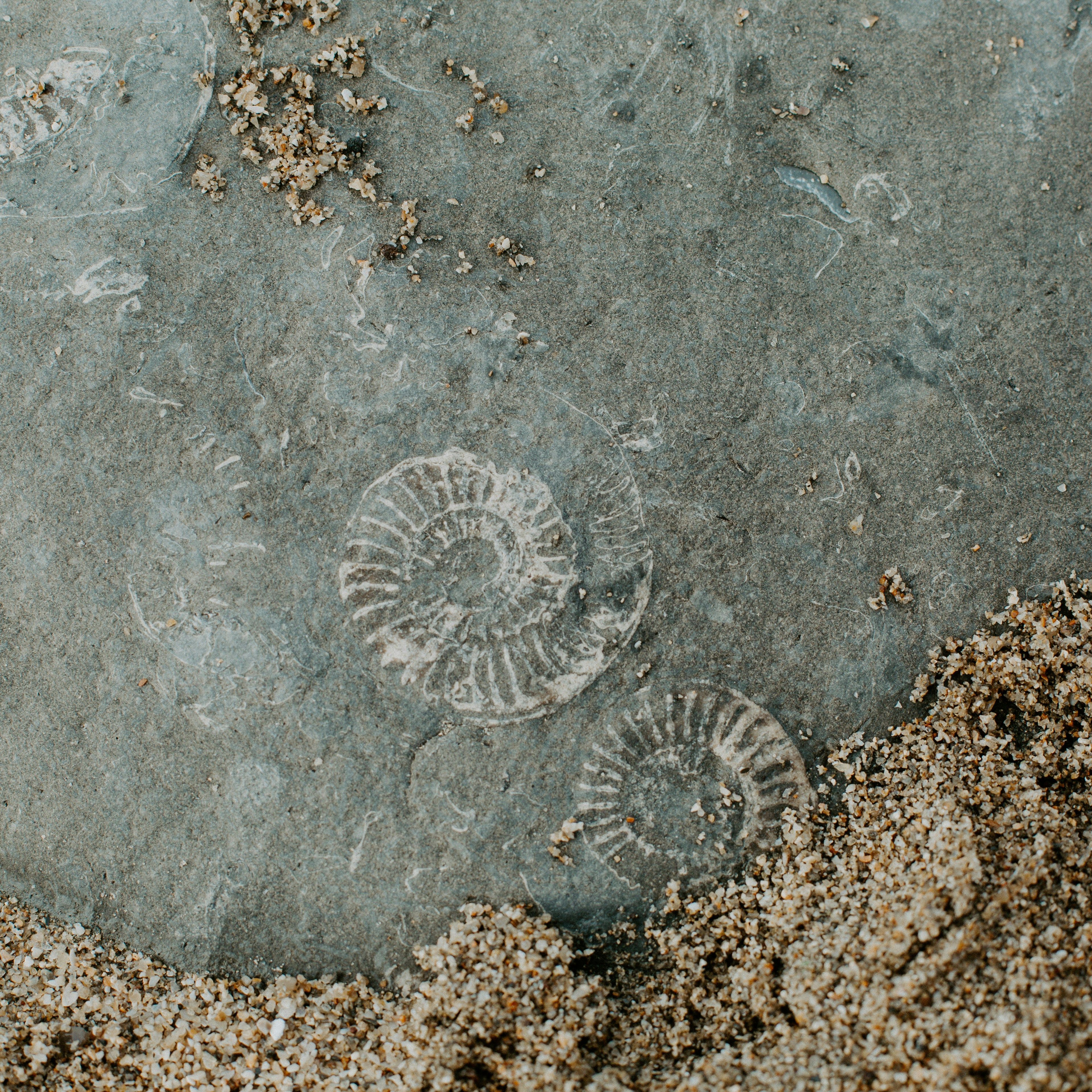 Fossilized ammonite shells embedded in a rock partially covered with sand