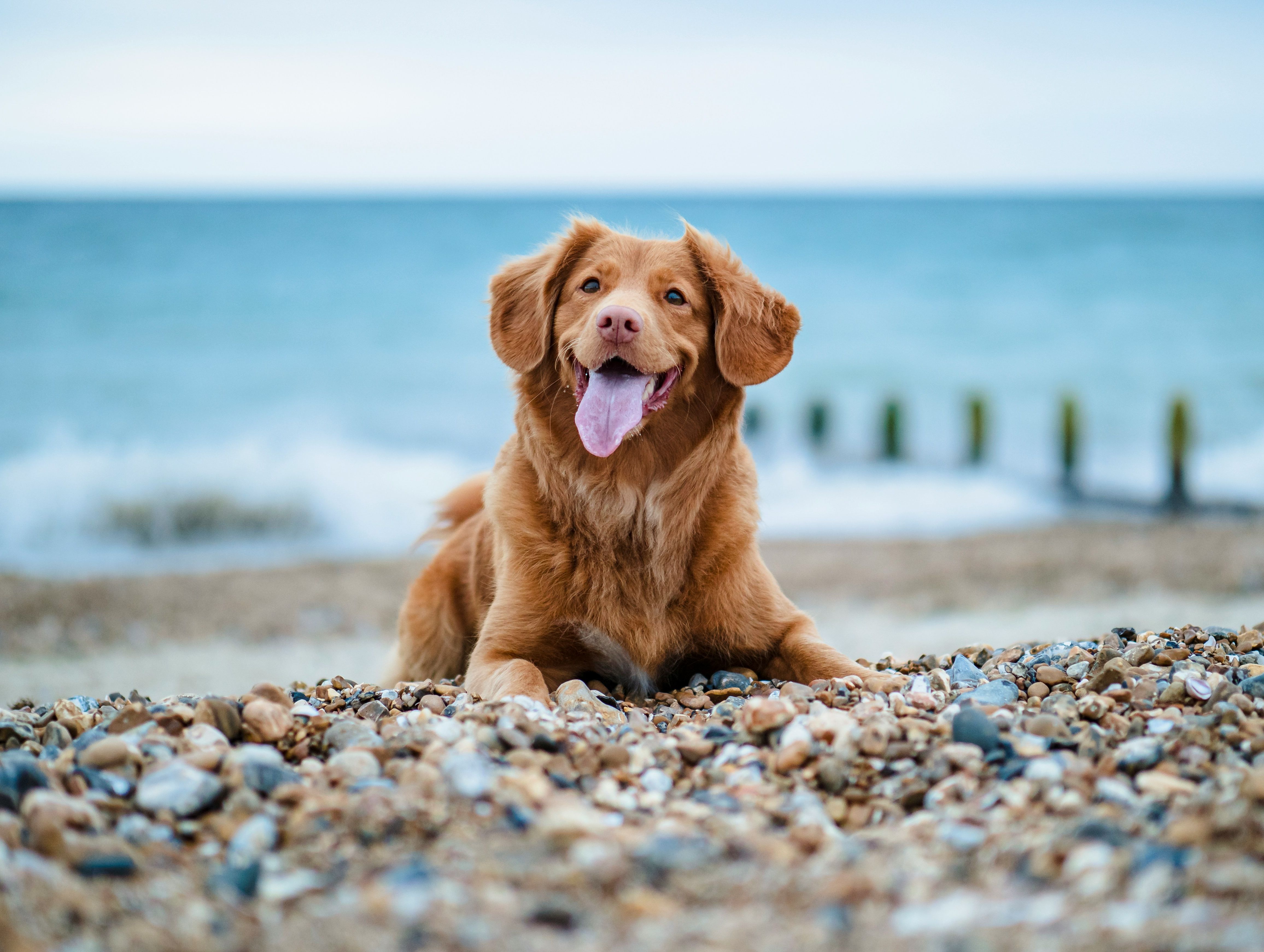 Happy brown dog lying on a rocky beach with the ocean in the background