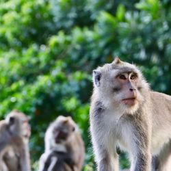 A close-up of a monkey with two other monkeys in the background and lush green trees.