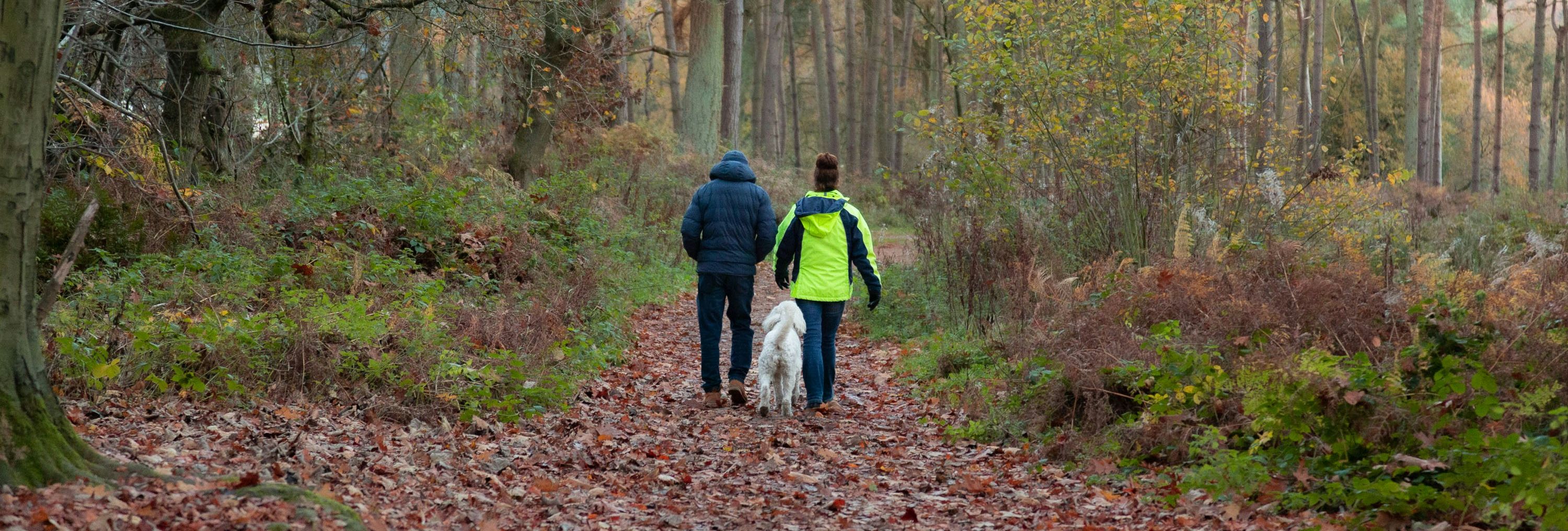 Two people and a white dog walking along a leaf-covered path in a forest during autumn.