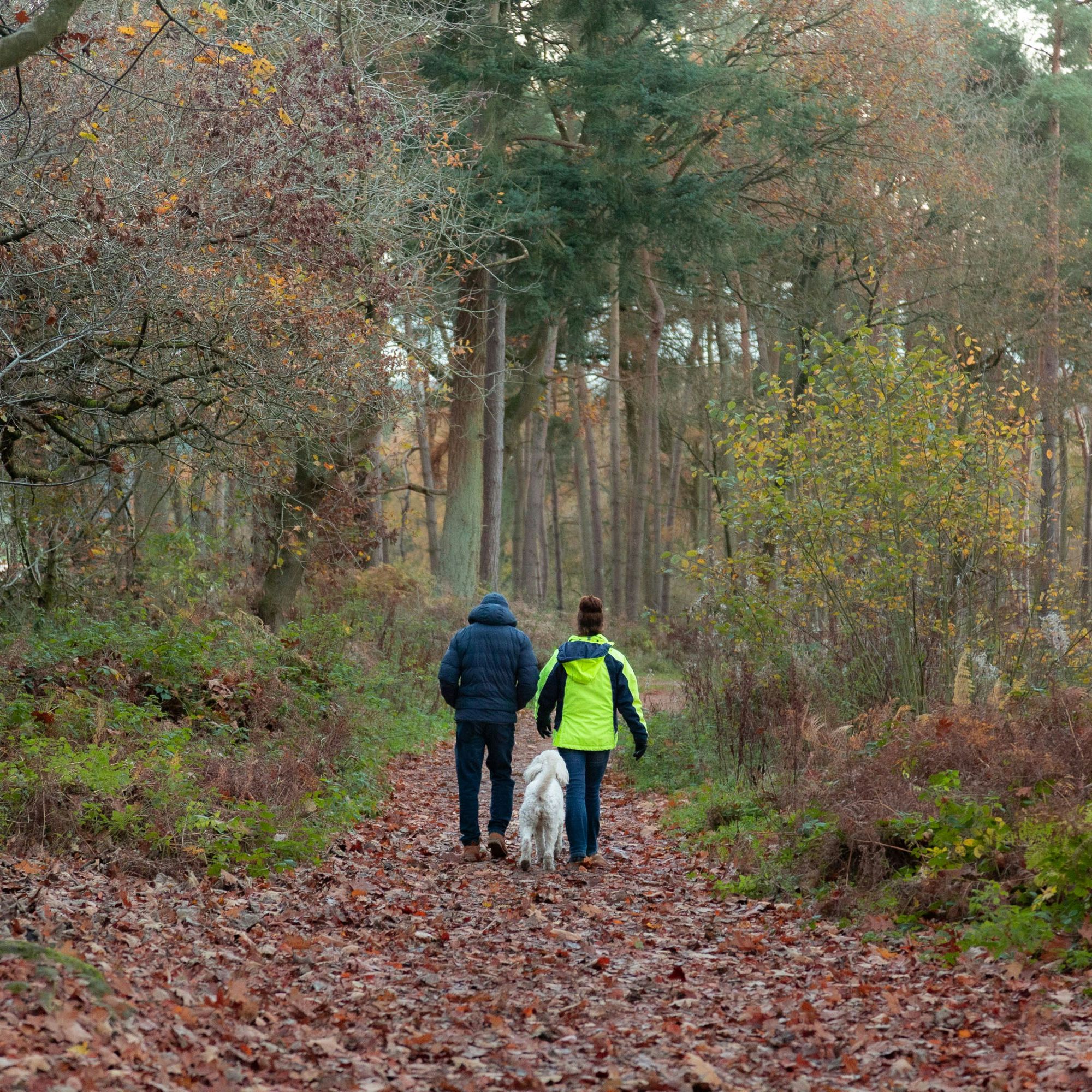 Two people and a white dog walking along a leaf-covered path in a forest during autumn.