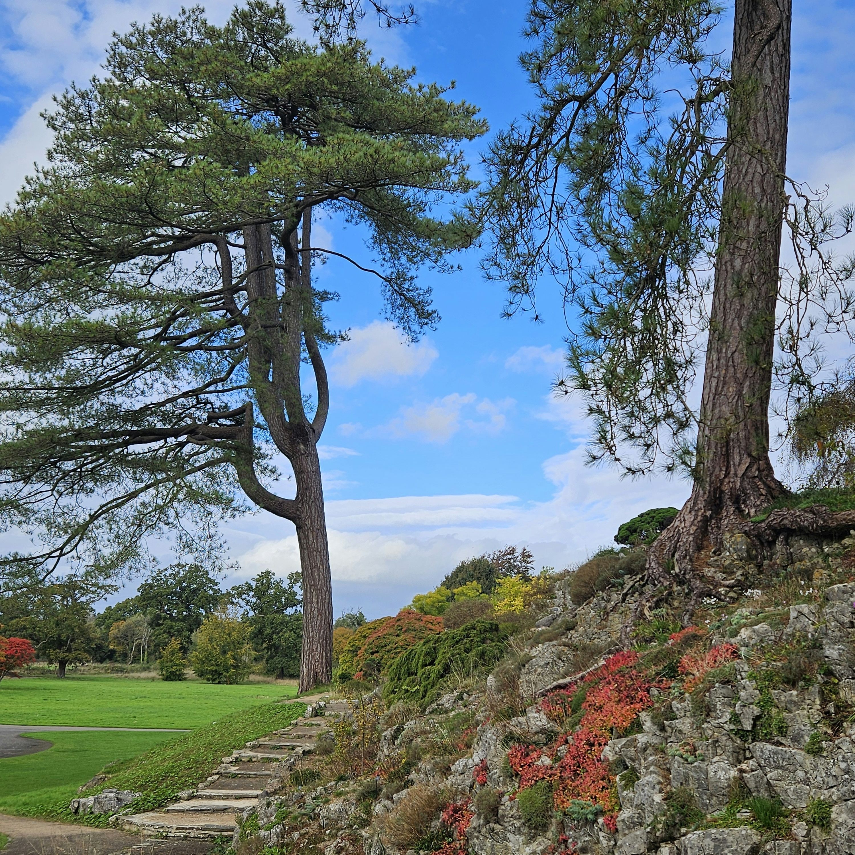 A scenic outdoor view featuring large trees, a stone pathway, and colorful plants growing on a rocky slope under a vibrant blue sky.
