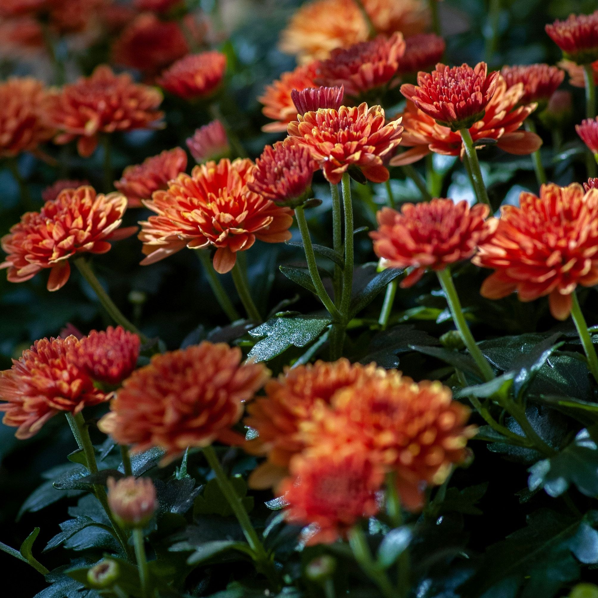 yoksel-zok-lLhof2YAwV4-unsplash