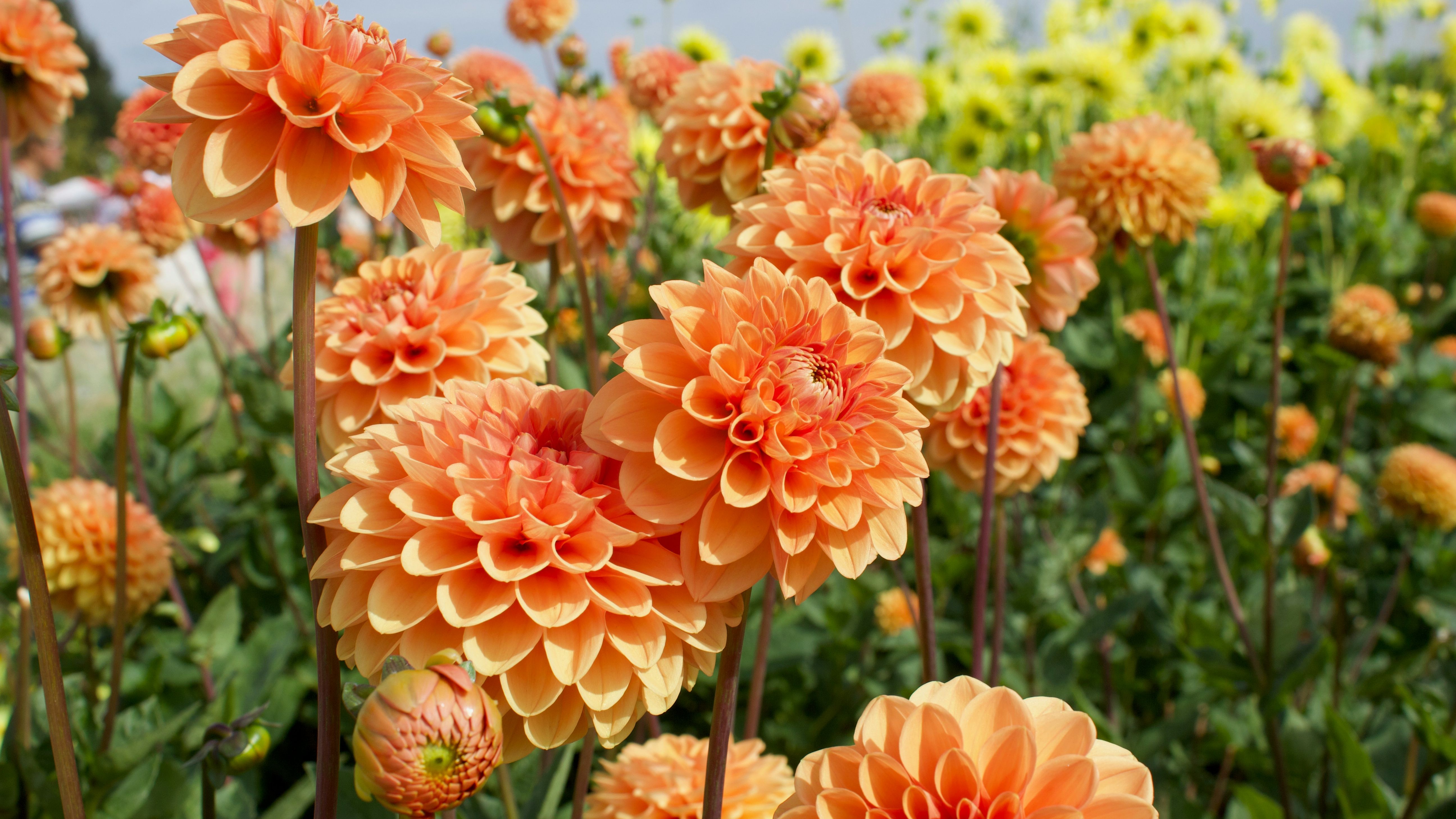 timo-c-dinger-GjQ9mpJg4OQ-unsplash