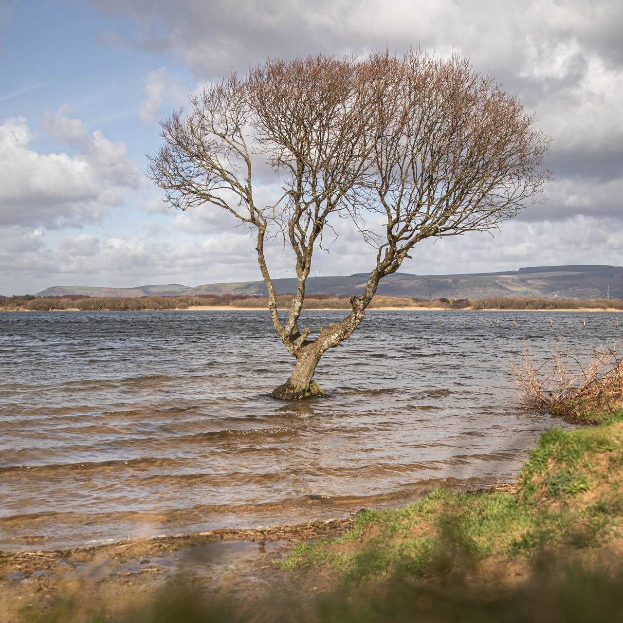 Lone leafless tree standing in shallow lake water at Kenfig Nature Reserve under a cloudy sky