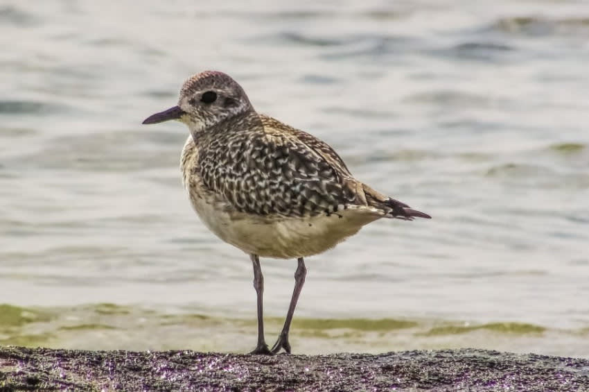 A bird beside a body of water