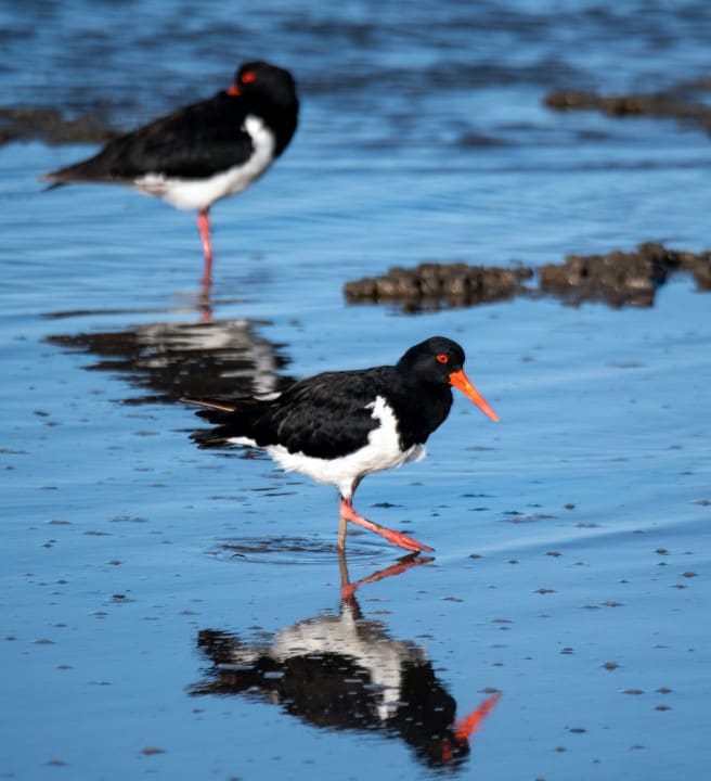 Birds walking on the beach beside the sea