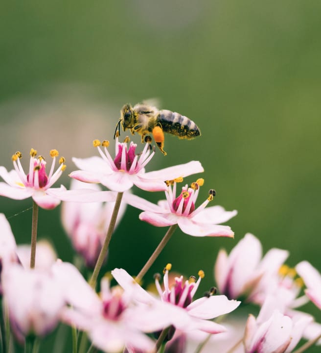 A bee on a flower