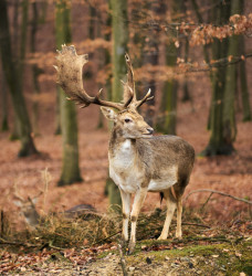 A Deer in a woodland