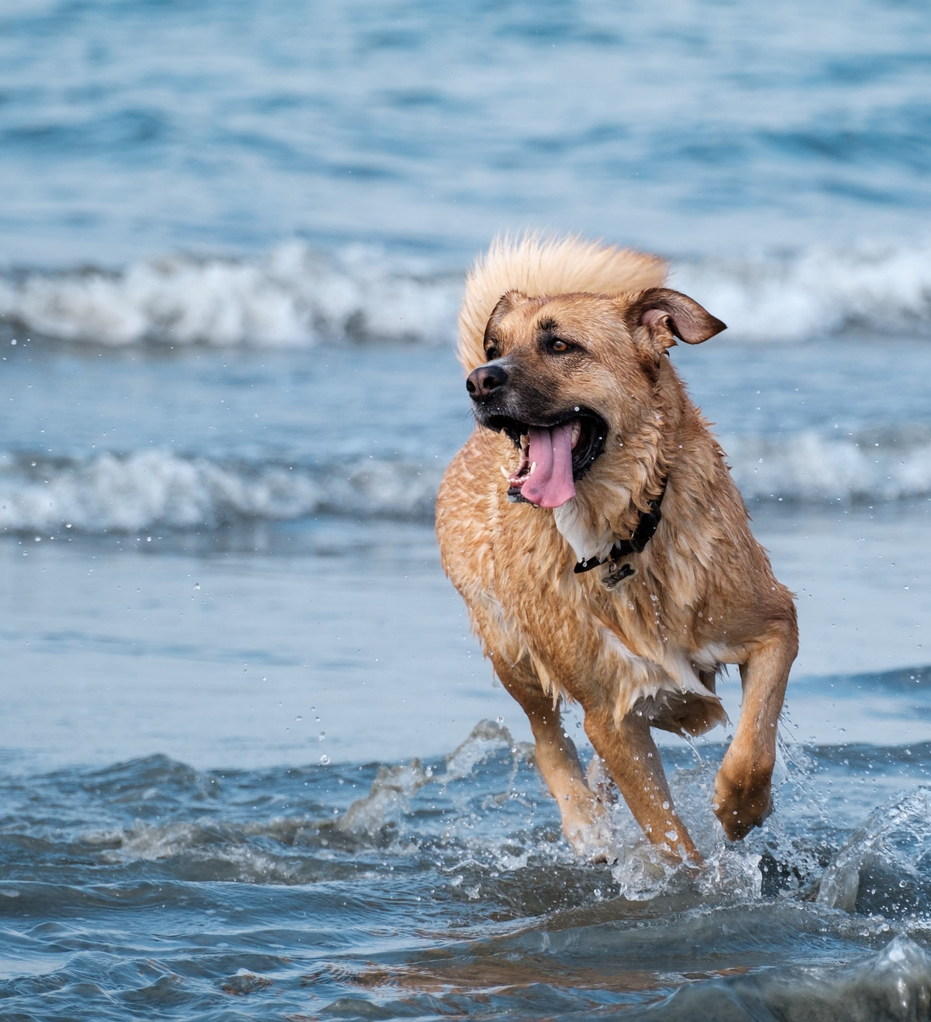 Dog running in the sea