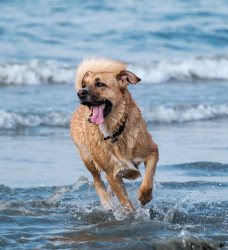 Dog running in the sea