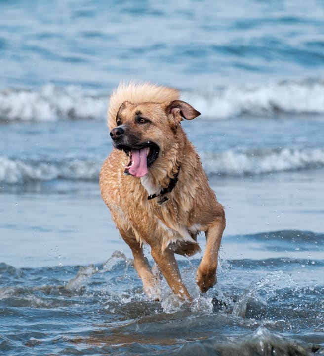 Dog running in the sea