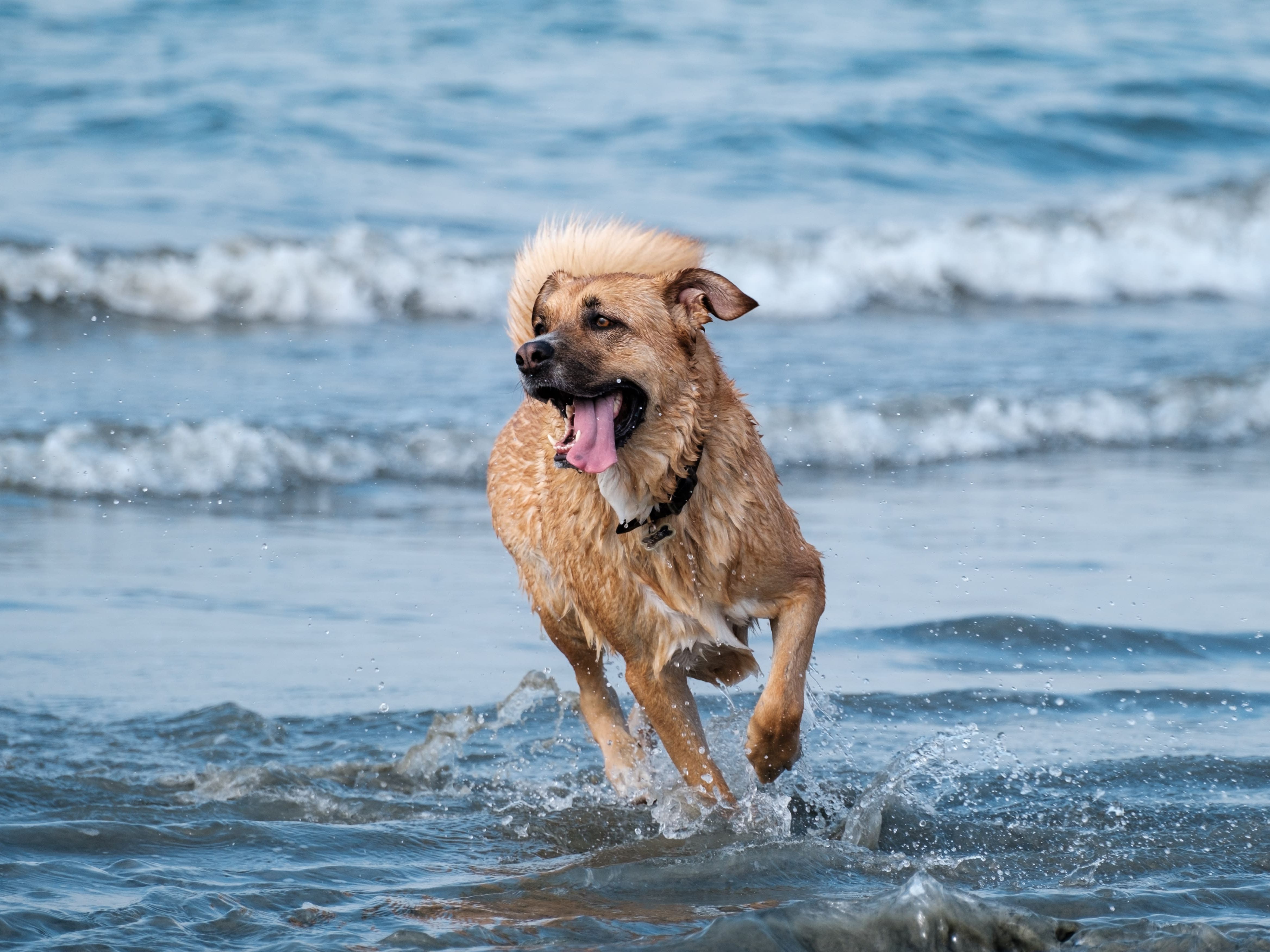 Dog running in the sea