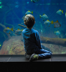 Boy sitting in aquarium