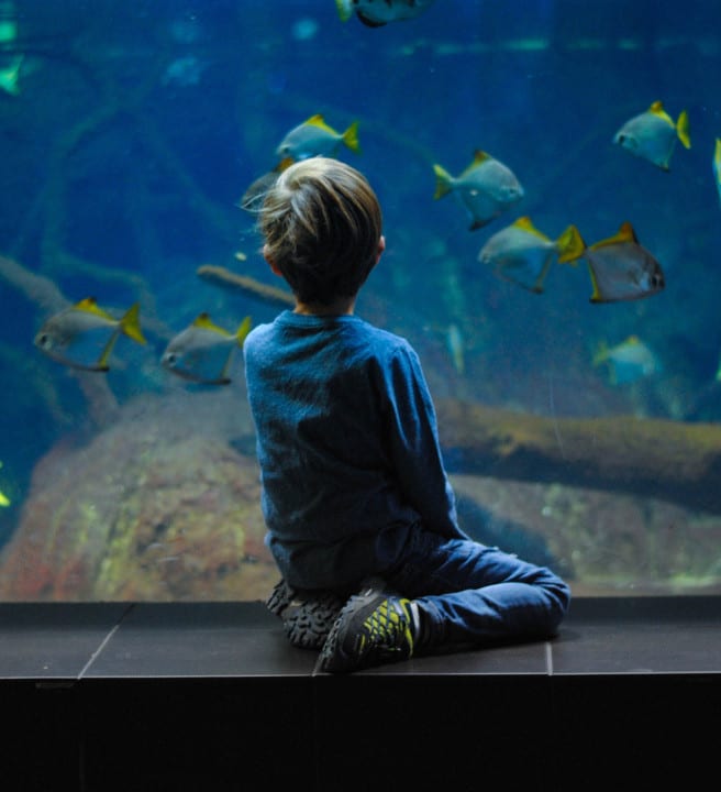 Boy sitting in aquarium