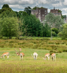 Deer in a field eating grass