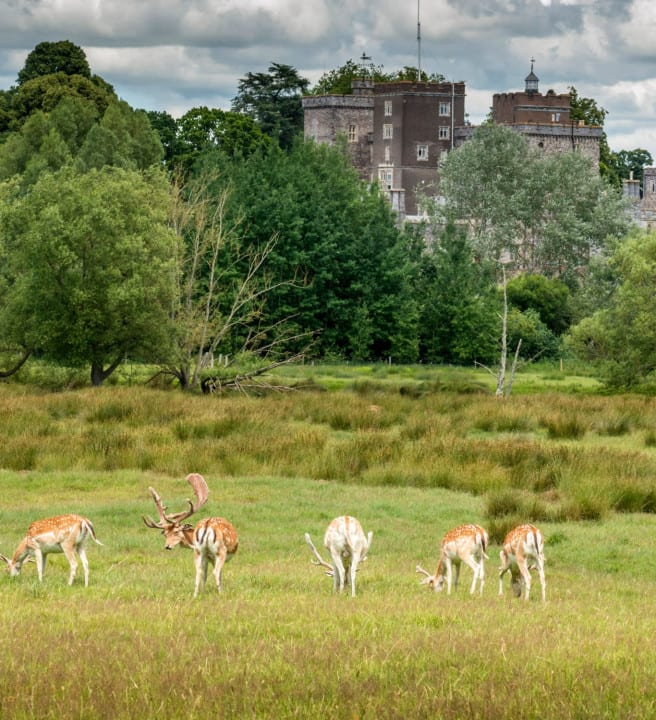 Deer in a field eating grass