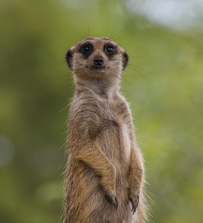 A Meerkat