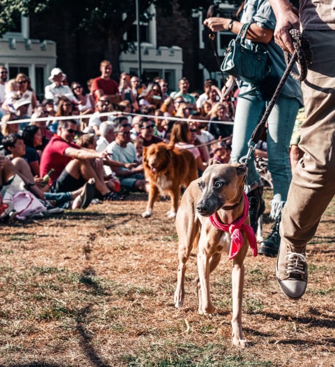 Dogs competing in a dog show with their owners