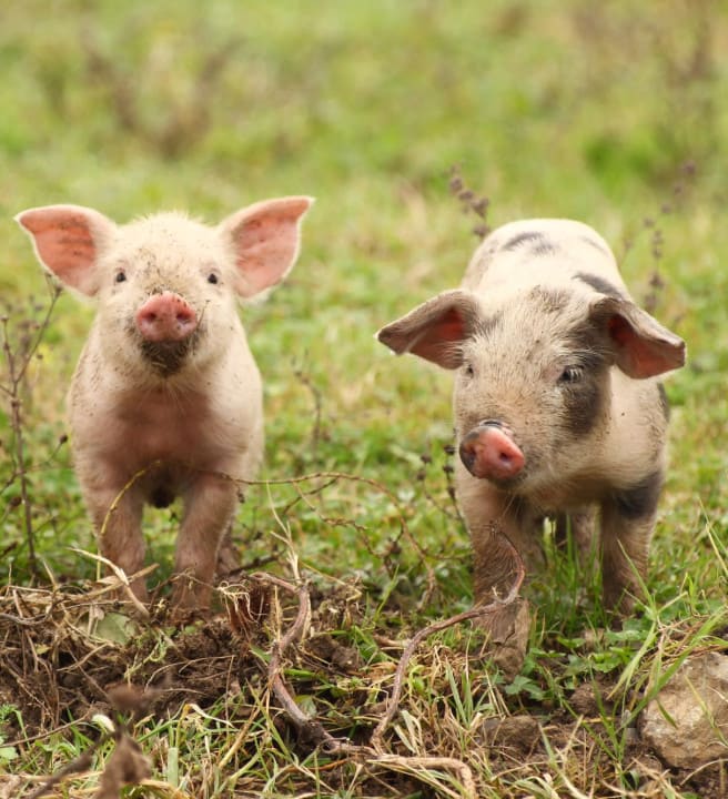 Three piglets in a field