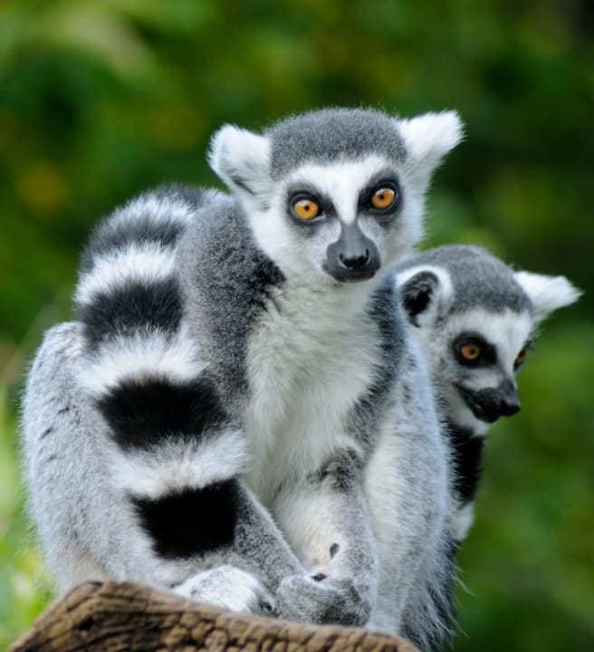 Two Lemurs sat next to one another