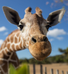 A giraffe in a zoo