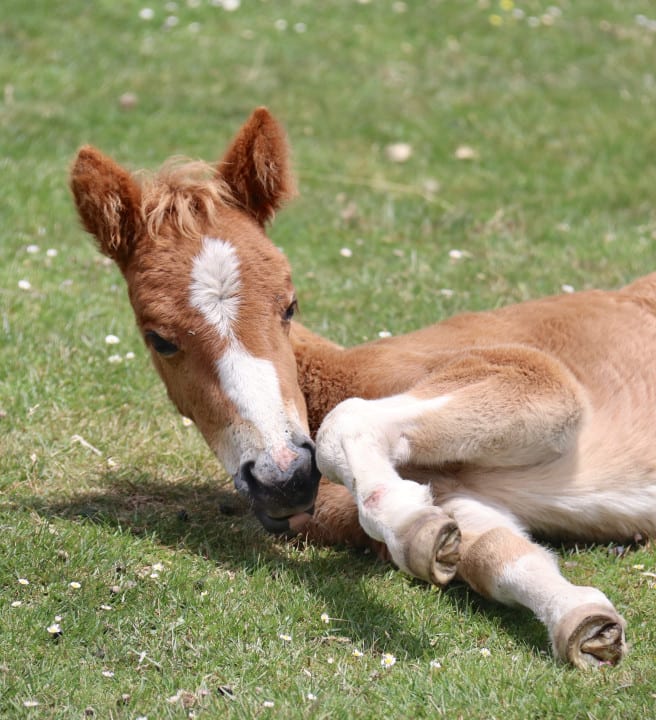A foul laying in the grass