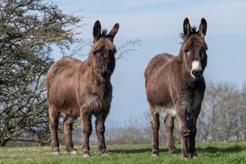 Two donkeys in a field