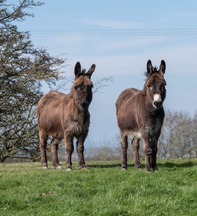 Two donkeys in a field