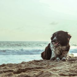 dog on beach