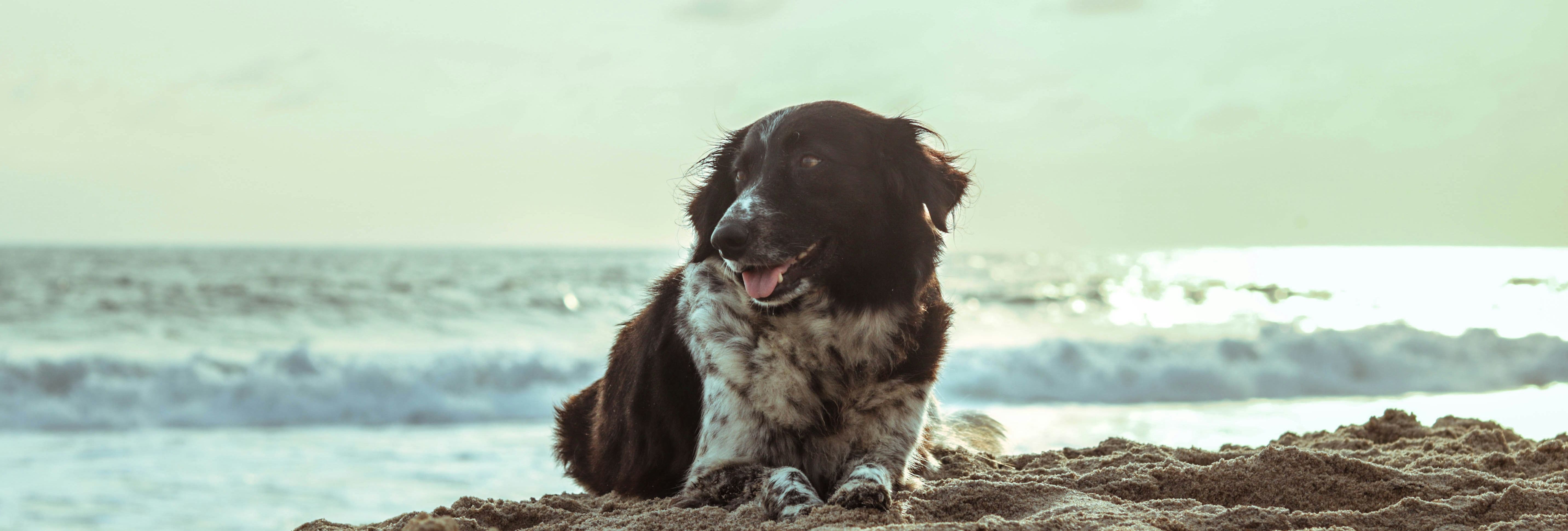dog on beach