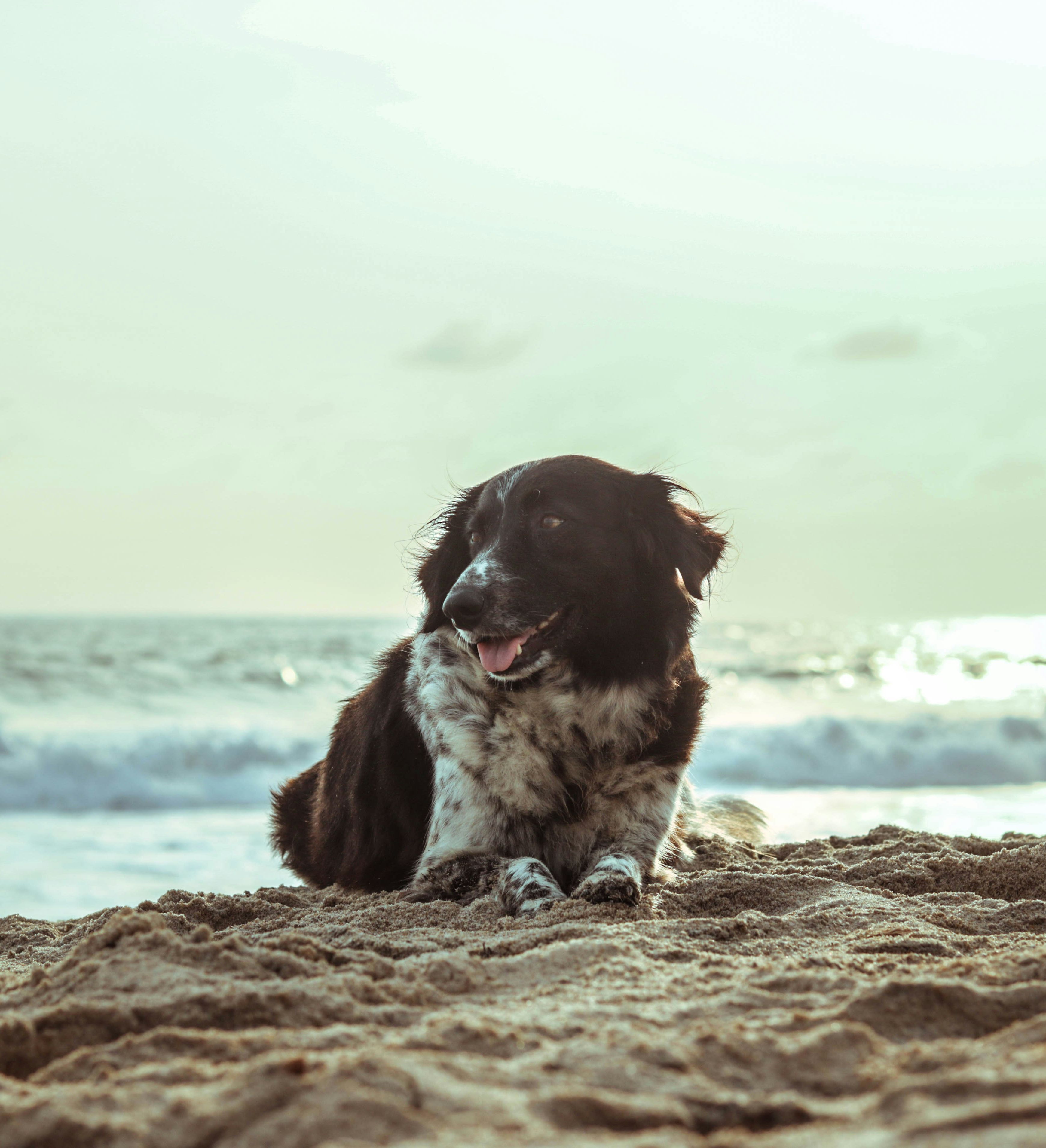 dog on beach